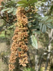 Weinmannia pubescens