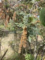 Weinmannia pubescens