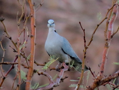 Streptopelia capicola damarensis