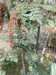 Weinmannia pubescens