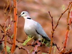 Streptopelia capicola damarensis