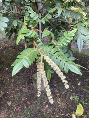 Weinmannia pubescens