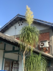 Beaucarnea recurvata