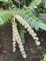 Weinmannia pubescens