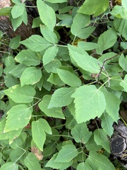 Aegopodium podagraria