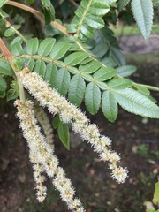 Weinmannia pubescens