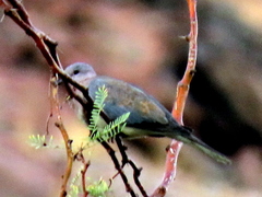 Streptopelia senegalensis senegalensis