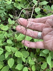 Aegopodium podagraria