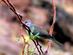 Streptopelia senegalensis senegalensis
