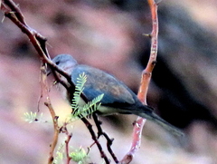 Streptopelia senegalensis senegalensis