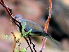 Streptopelia senegalensis senegalensis