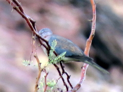 Streptopelia senegalensis senegalensis