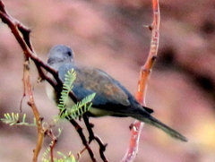 Streptopelia senegalensis senegalensis