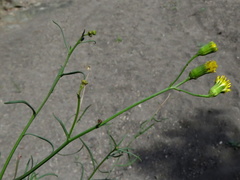 Senecio leptophyllus