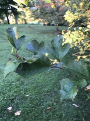 Crataegus phaenopyrum