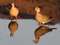 Streptopelia capicola damarensis