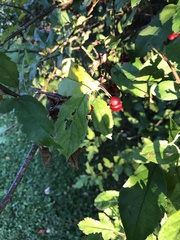 Crataegus phaenopyrum