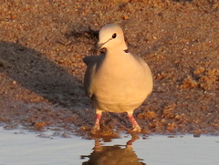 Streptopelia capicola damarensis