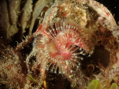 Serpula vermicularis