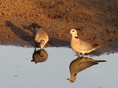 Streptopelia capicola damarensis