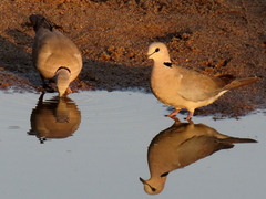 Streptopelia capicola damarensis