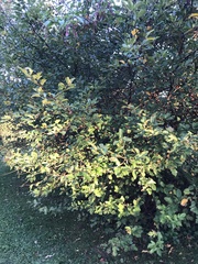Crataegus phaenopyrum