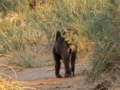 Papio ursinus ursinus
