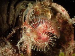 Serpula vermicularis