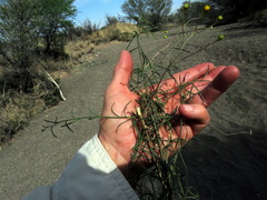 Senecio leptophyllus
