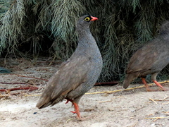 Pternistis adspersus