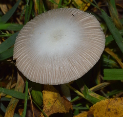 Bolbitius reticulatus