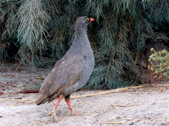 Pternistis adspersus