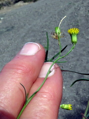 Senecio leptophyllus