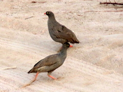 Pternistis adspersus