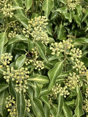 Bombus terrestris