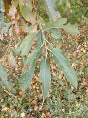 Salix gmelinii