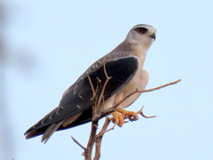 Elanus caeruleus caeruleus