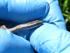 Philodryas chamissonis