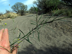 Senecio leptophyllus