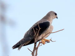 Elanus caeruleus caeruleus