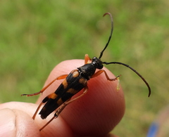 Strangalia attenuata