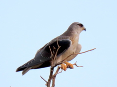 Elanus caeruleus caeruleus