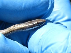 Philodryas chamissonis