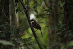 Garrulax leucolophus