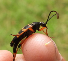 Strangalia attenuata