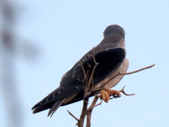 Elanus caeruleus caeruleus