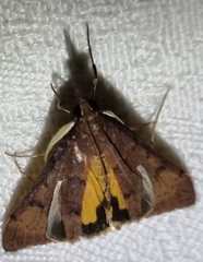 Uresiphita