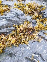 Fucus serratus