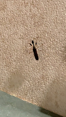 Myodocha serripes