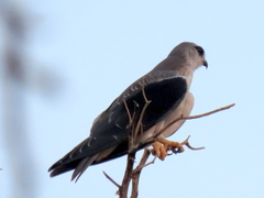 Elanus caeruleus caeruleus